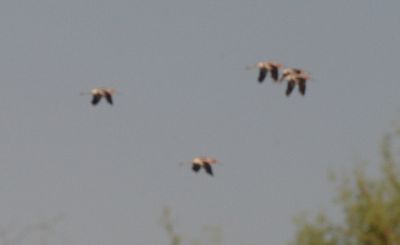 722county.blackneckedstilts22222222222.JPG