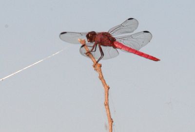 722county.roseateskimmer.JPG
