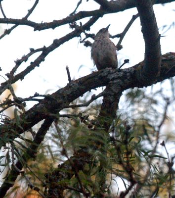 723countywren.JPG