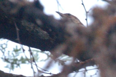 723countywren2222222222.JPG
