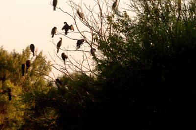 723countycormorants.JPG