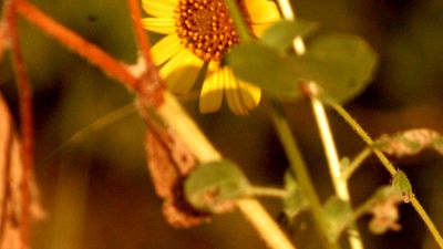 723countydaisy.JPG