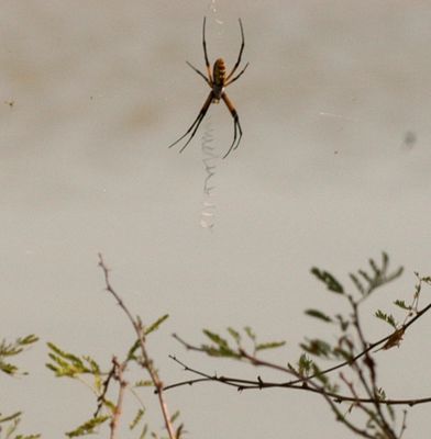 724countyorbspider.JPG