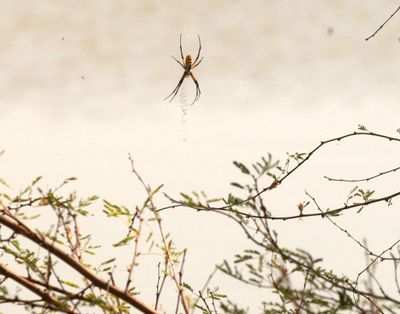 724countyspider.JPG
