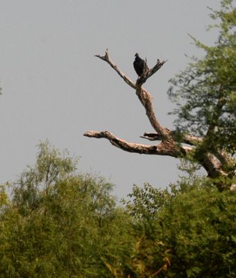 724countysturkeyvulture.JPG