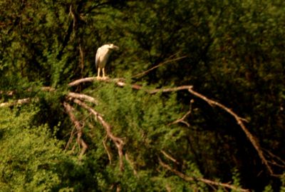 724countybcnheron222222222222.JPG