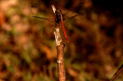 724countyskimmer.JPG