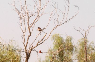 726County.vermilionflycatcher.JPG