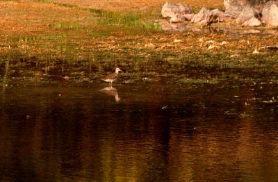 726County.solitarysandpiper.JPG