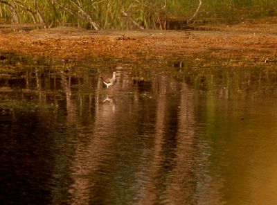 726County.greateryellowlegs.JPG