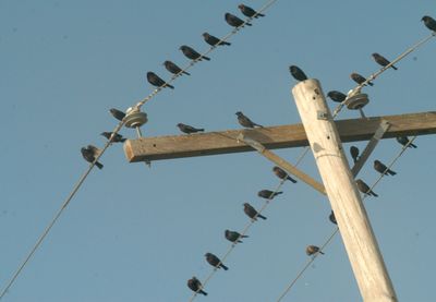 726County.cowbirds.JPG