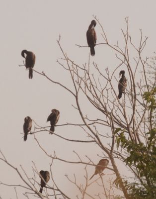 727county.cormorants.JPG