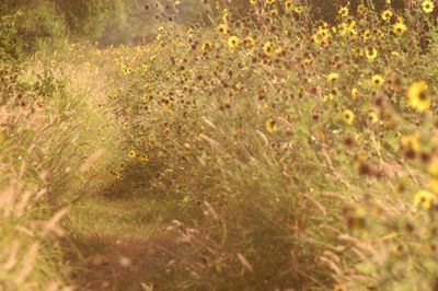 727county.daisies.JPG