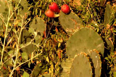 727county.fruit222222222.JPG