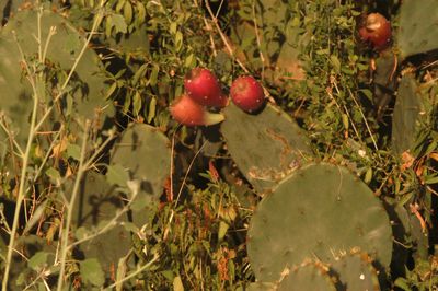 727county.fruit.JPG