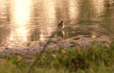 728countywader2222222222.JPG