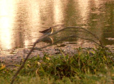 728countysandpiper22222222222.JPG