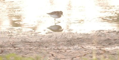 728countysandpiper4444444444.JPG