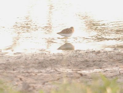 728countysandpiper555555555.JPG
