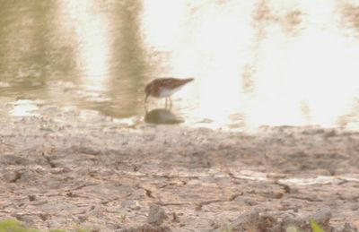 728countysandpiper6666666666.JPG