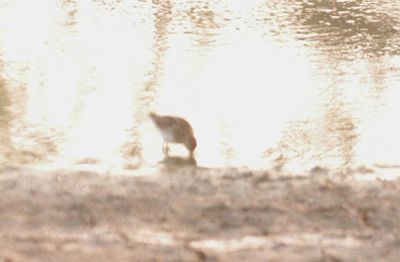 728countysandpiper7777777777.JPG