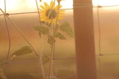 728countydaisy.JPG