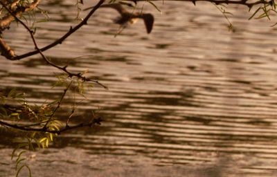 728countylesseryellowlegs22222222222.JPG