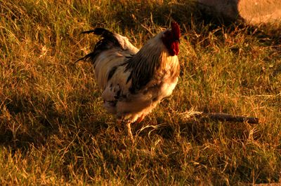 728countychicken222222222.JPG
