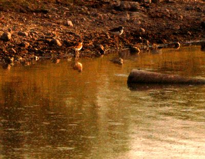728countykilldeer.JPG