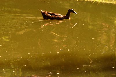 729countymallard.JPG