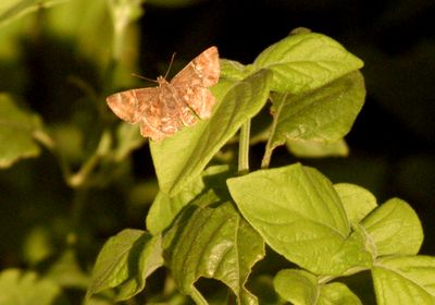 730county.texaspowderedskipper