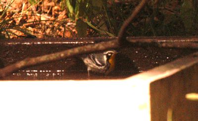 730county.yellowthroateddwarbler.JPG