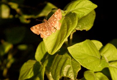 730county.texaspowderedskipper22222222222.JPG