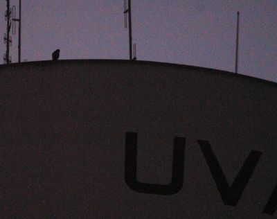 730county.peregrine2222222222.JPG