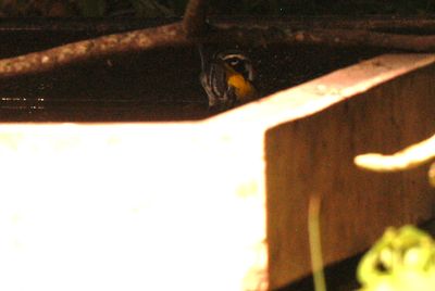 730county.yelthroated.JPG