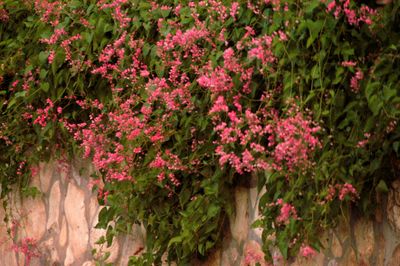 731Countybushes.JPG