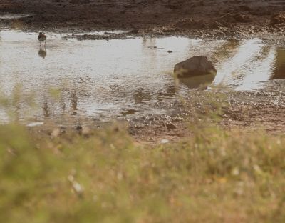 731Countywader.JPG