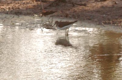 731CountyleastSolitary sandpiepers.JPG