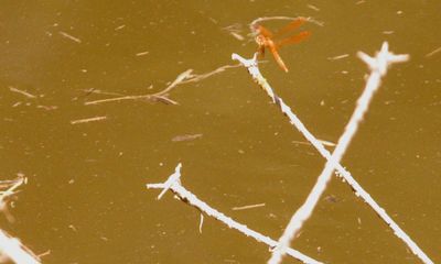 731Countyamberwing.JPG