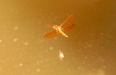 731Countyamberwing2222222222.JPG