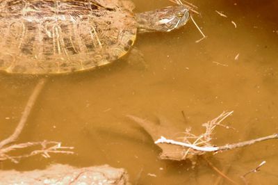 731Countyredeyedslider.JPG