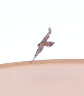 81countyperegrinezzzzzzzzzz.JPG