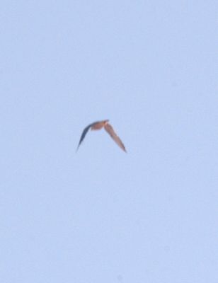 81countyperegrineggggggggggg.JPG