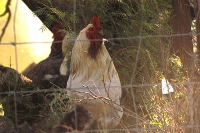 81countyrooster.JPG