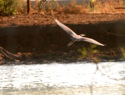 82countytricoloredheron222222222.JPG