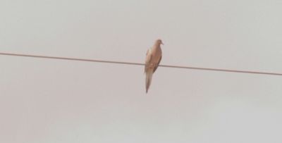 83countymourningdove.JPG