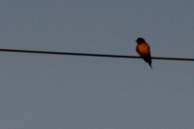 85county.barnswallow.JPG