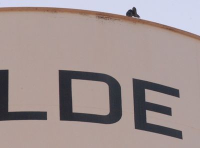 85county.peregrine88888888.JPG