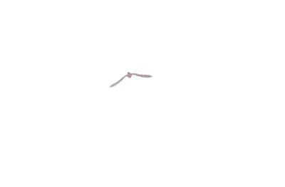 85county.peregrine111111111JPG