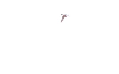 85county.peregrine222222222.JPG
